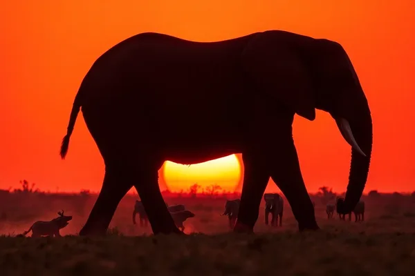 Elephant at Sunset