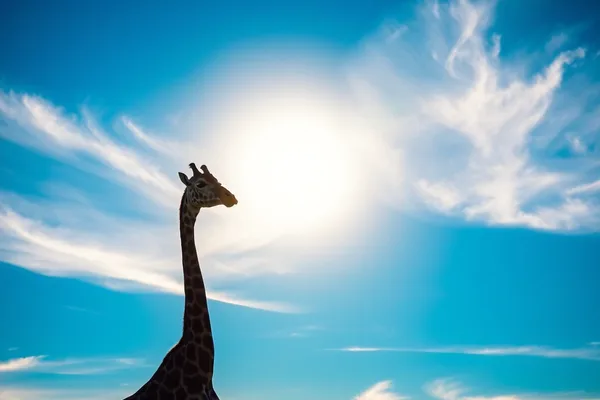 Giraffe Against the Sky