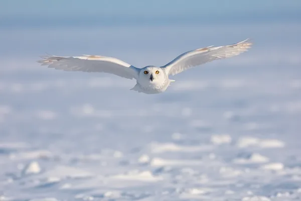 Snowy Owl in Flight