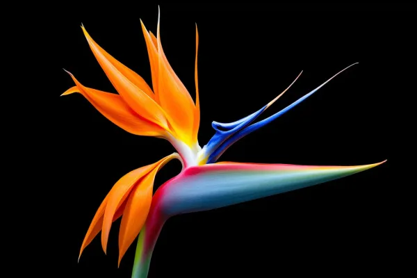 Bird of Paradise in Bloom