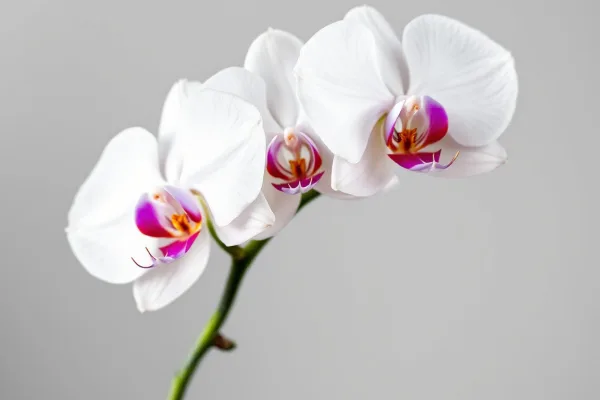 White Orchid Blossoms