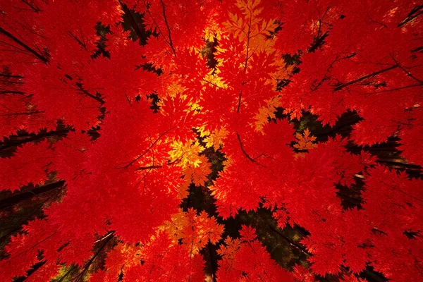 Autumn Forest Canopy