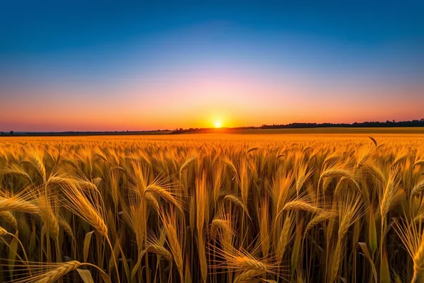 Golden Sunrise, Wheat Field